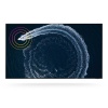 Samsung-105710402-ee-feature-qled-qn800b-532625958--ORIGIN_IMG-.jpg
